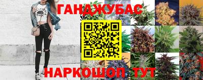 сатива Кингисепп